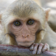 A rhesus macaque monkey rests his chin on a water pipe on Cayo Santiago, known as Monkey Island off the eastern coast of Puerto Rico. Rhesus macaques are common subjects of primate research.